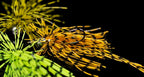 Fishing Lure Accessories Hook Jig Head Buzzbait TEXAS RIG Downshot Wacky Rigs Soft Worm Bait Hooks